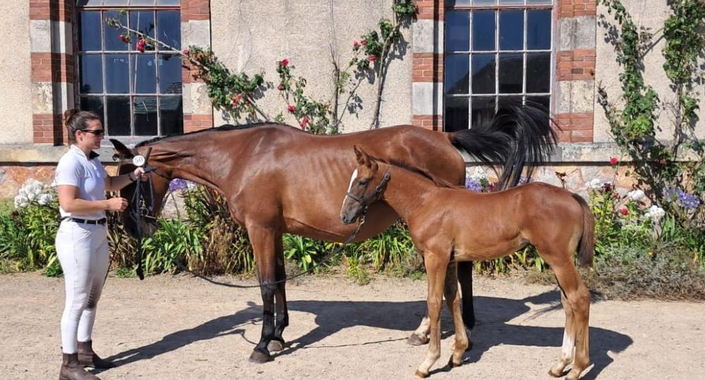 Le Haras de Saint-Blaize, dans le Calvados, obtient la labellisation EquuRES Bien-Etre au Travail au niveau progression