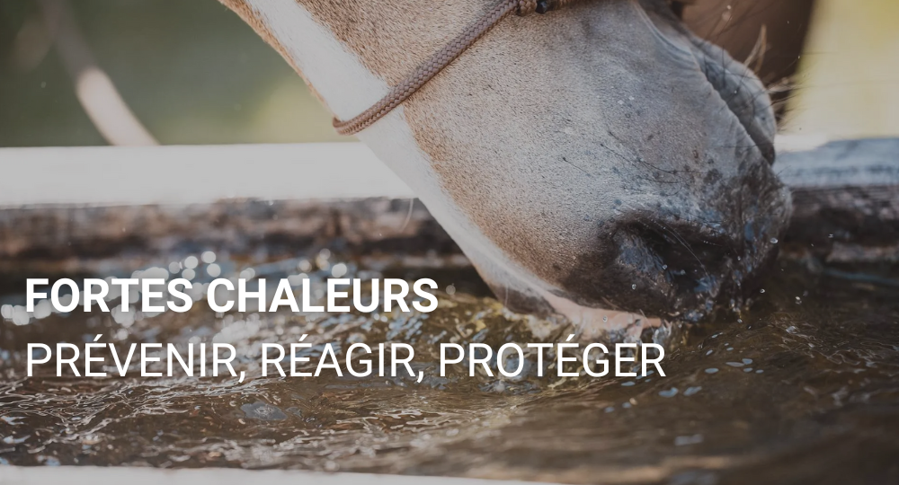 Fortes chaleurs : prévenir, réagir et protéger