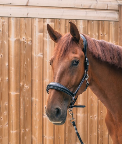 Le Haras Saint Yves à Vigneux de Bretagne labellisé EquuRES Bien-Etre au Travail au niveau engagement